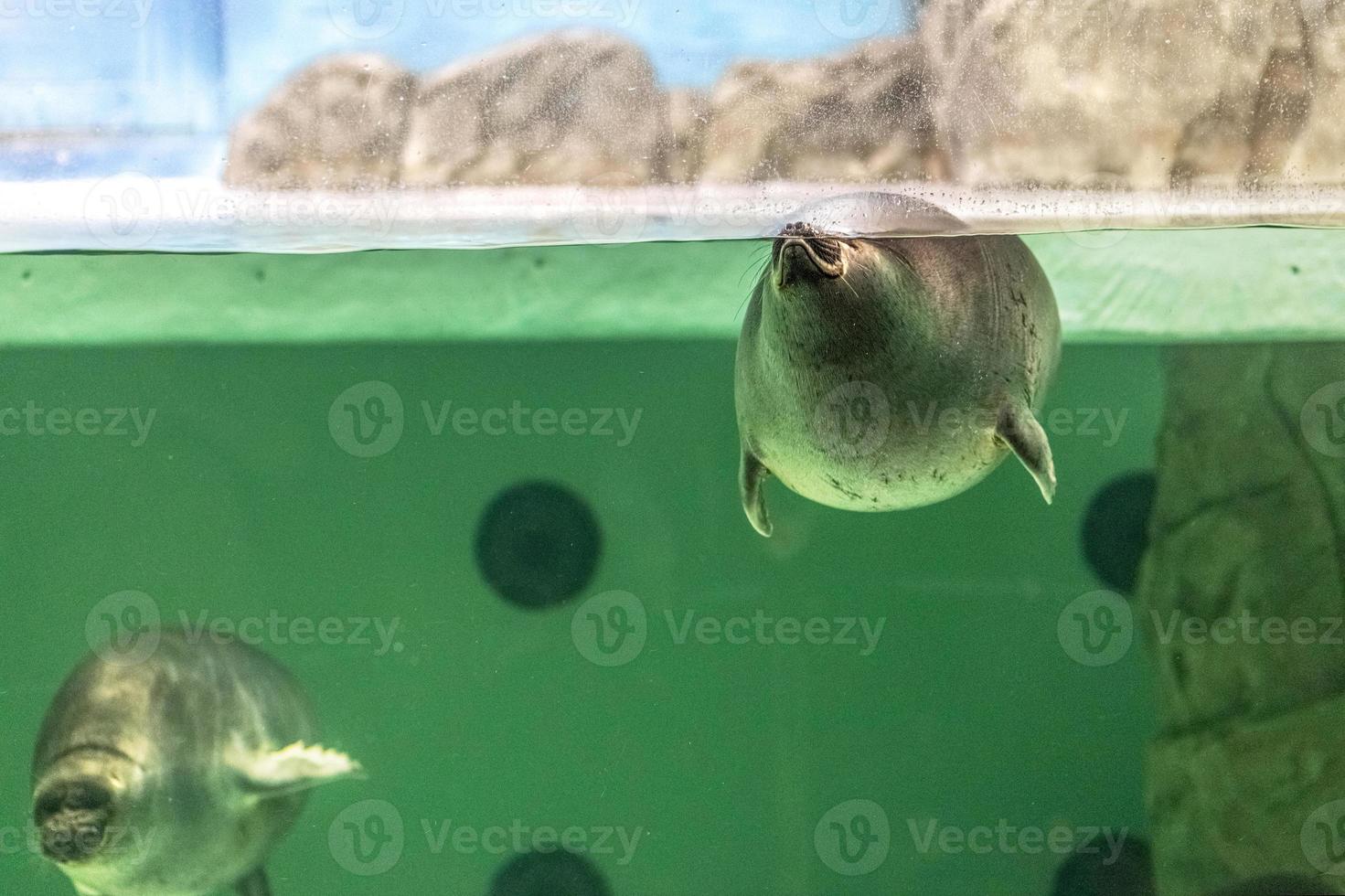 la foca baikal nuota sott'acqua. sigillo nell'acquario. osservazione del mondo animale. foto