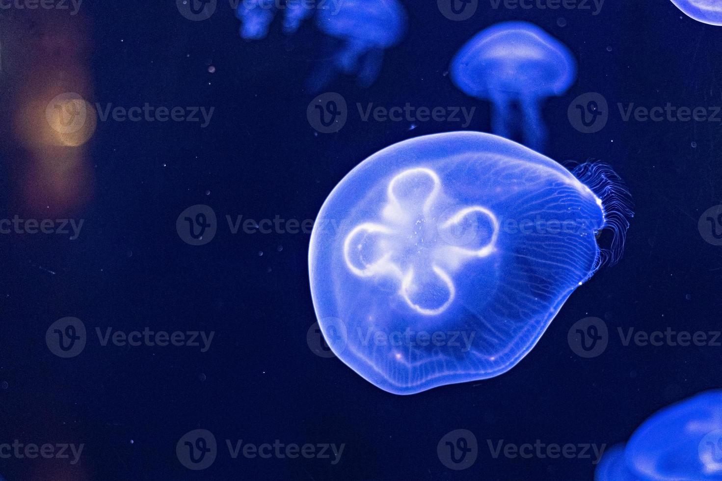 sfondo di bellissime meduse al neon blu. acquario foto