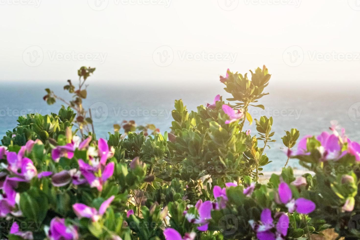 istoda cespuglio con fiori viola sullo sfondo del mare. striscione foto