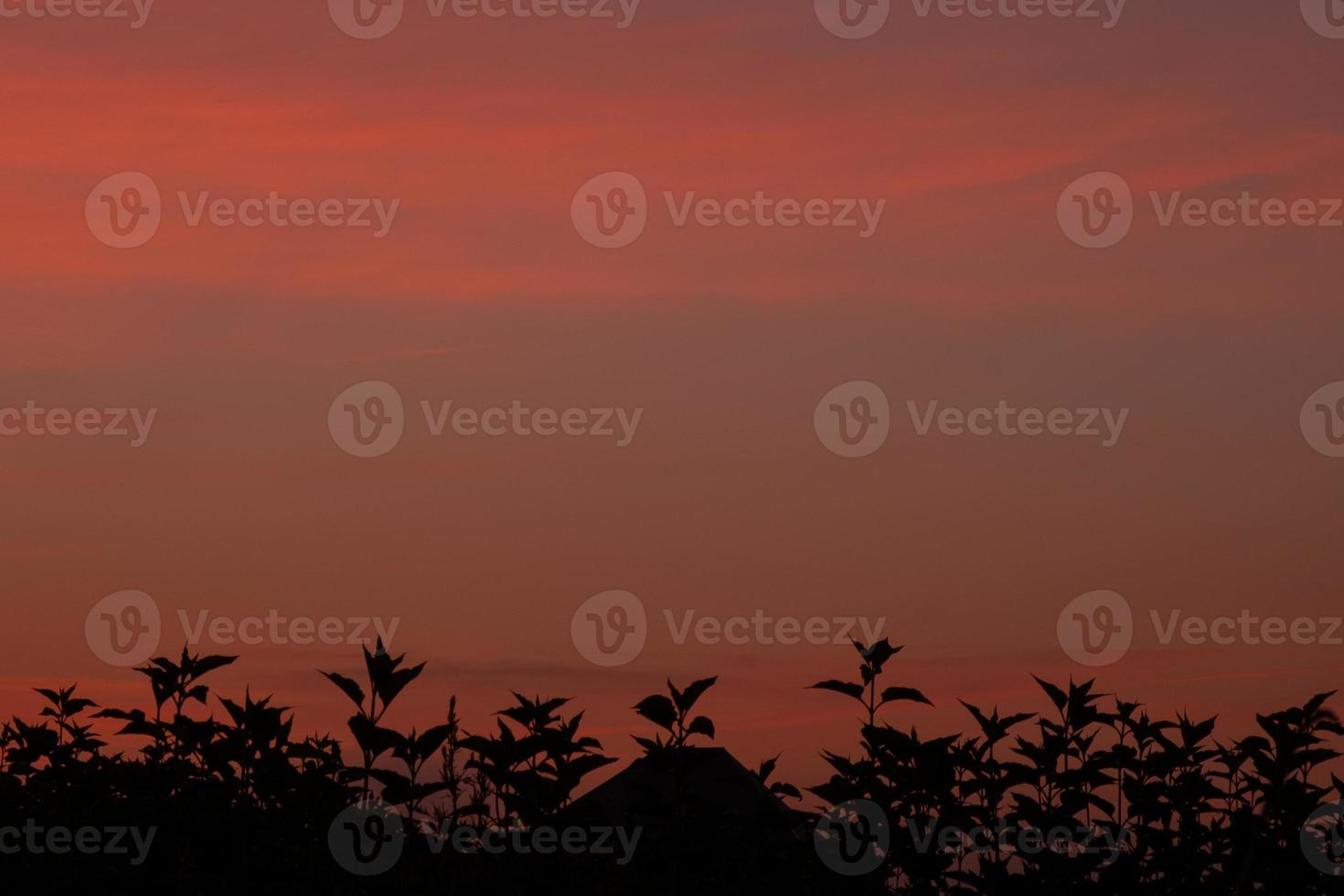 bella alba del mattino cielo arancione viola in un campo di girasoli foto