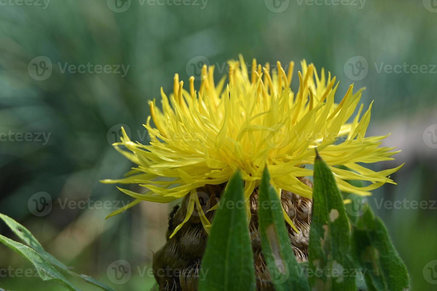 fiore giallo della pianta medicinale perenne foto