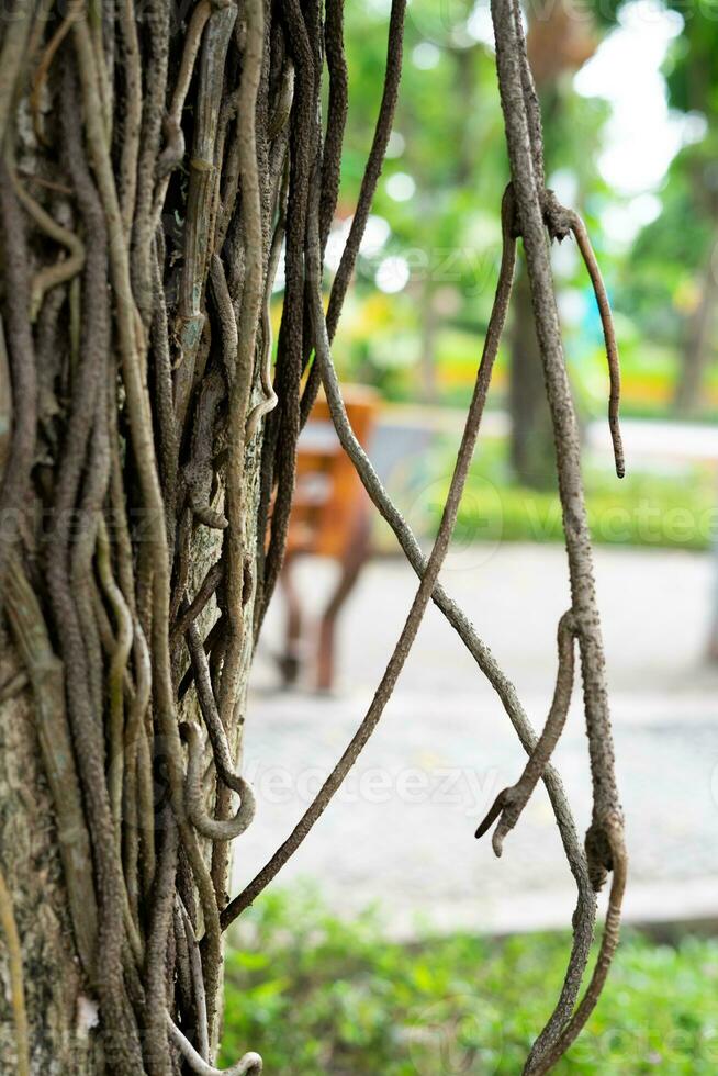 astratto radici albero natura elemento foto