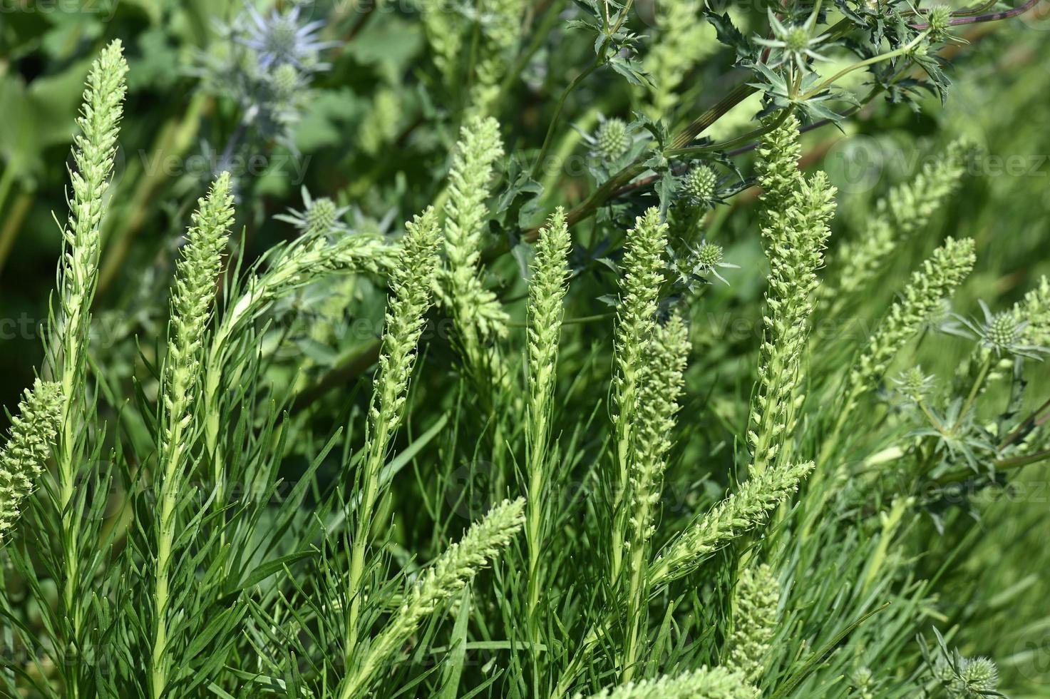 la pianta perenne liatris spicata si sta preparando per la fioritura foto