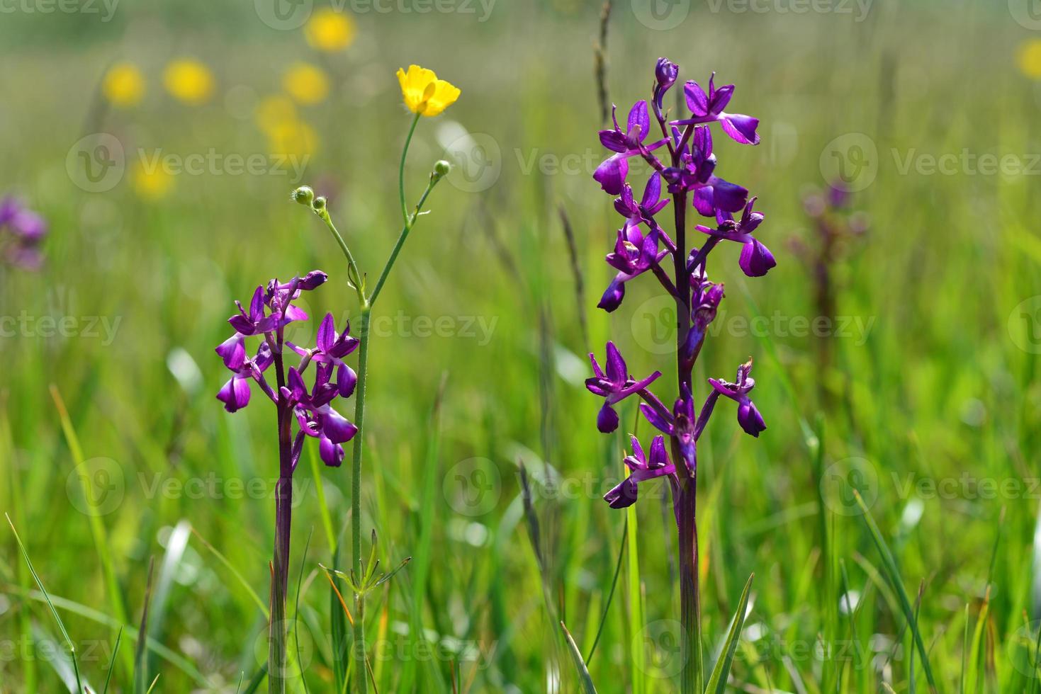 jersey orchid uk primavera marsh wildflowers foto