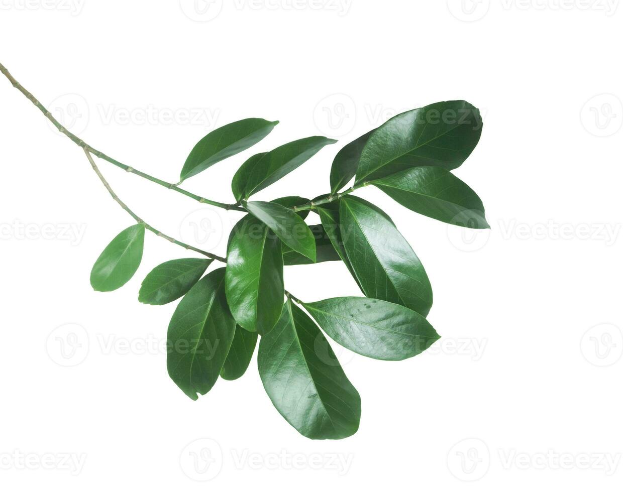 ramo di verde le foglie isolato su bianca sfondo. foto