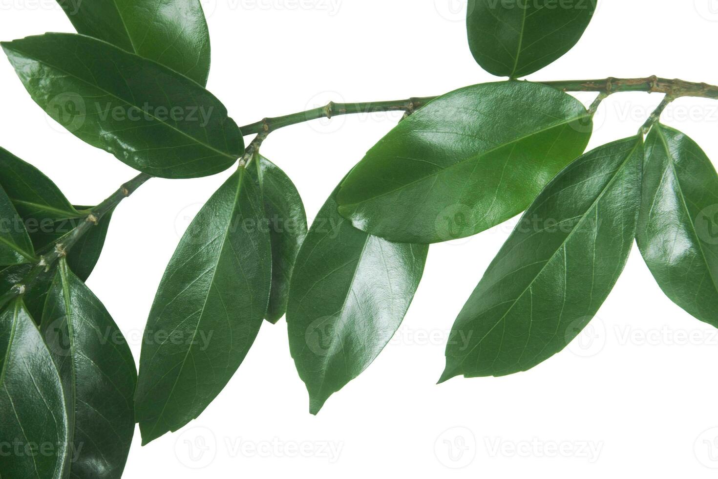 ramoscello con primavera verde le foglie isolato su bianca sfondo. foto