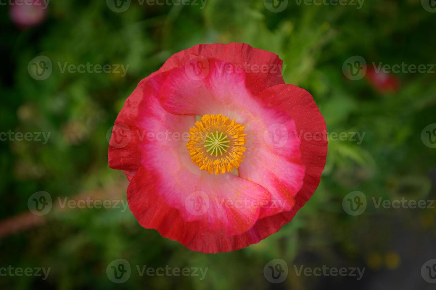 bellissimi fiori primaverili in giardino foto