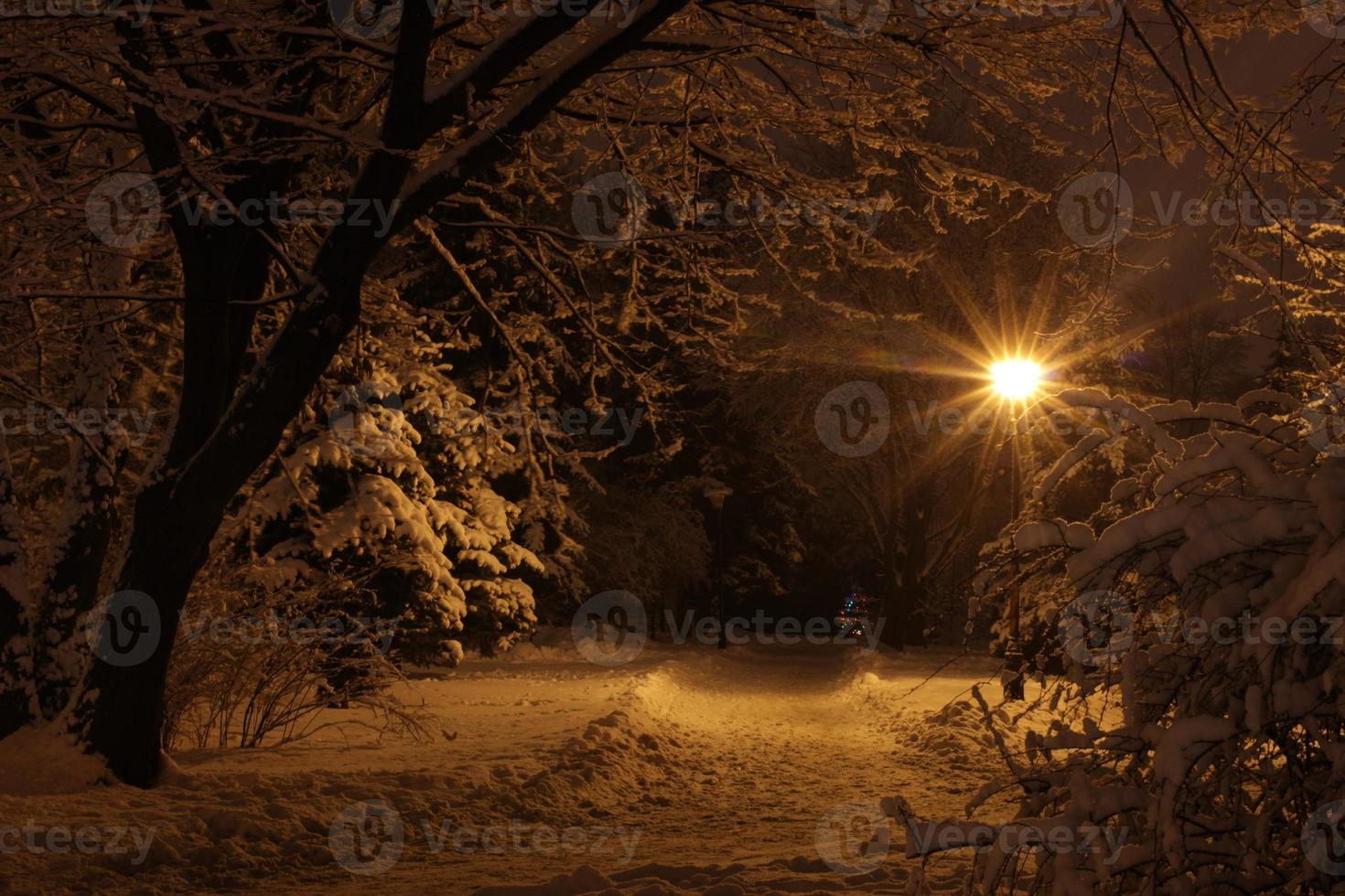 parco notturno invernale con neve foto