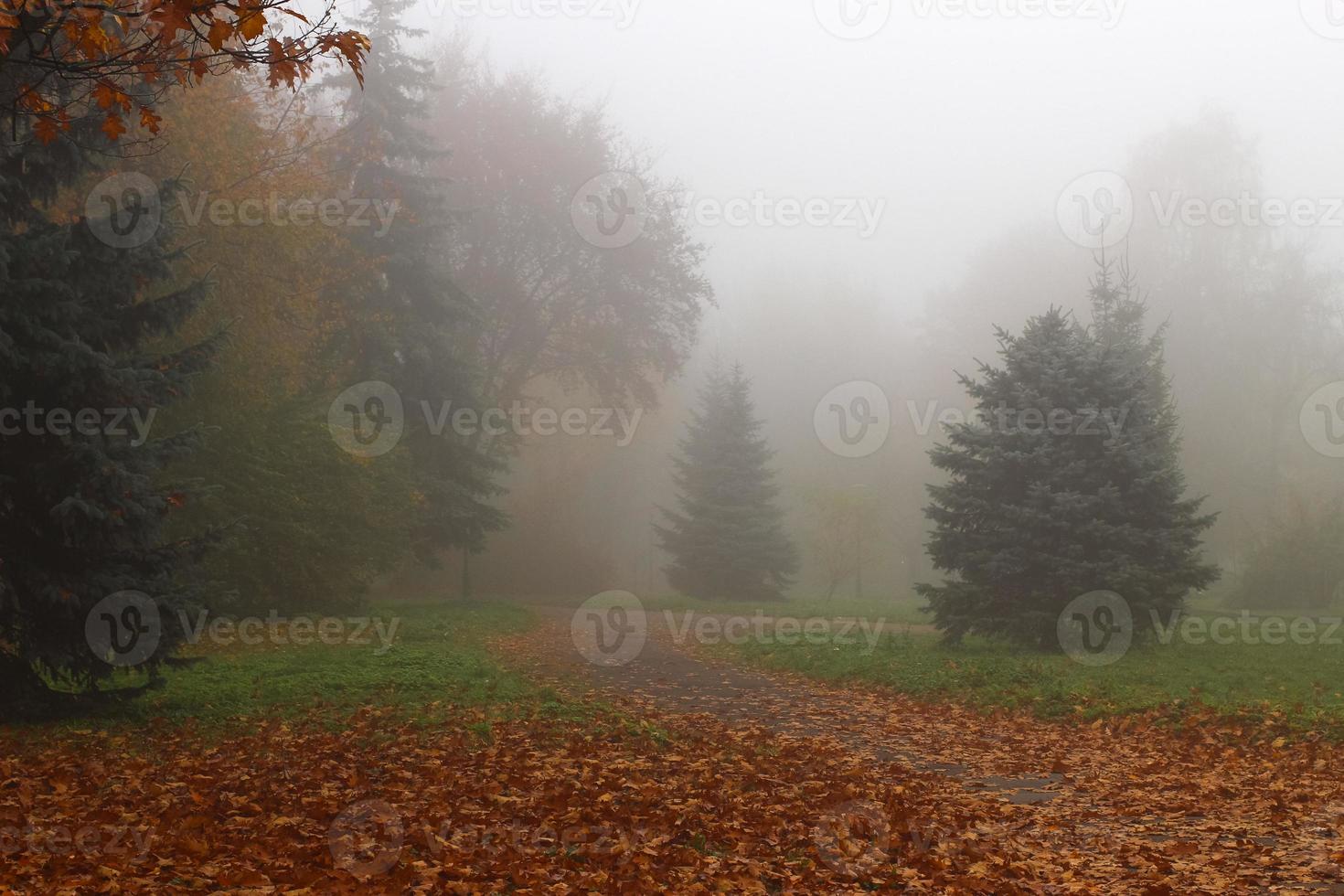 bellissimo paesaggio autunnale. parco nebbioso. foto