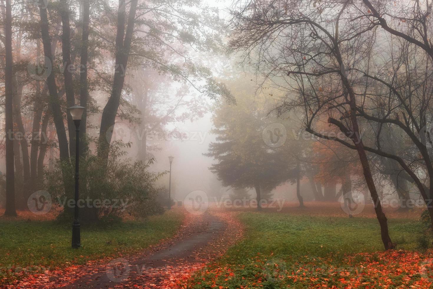 bellissimo paesaggio autunnale. parco nebbioso. foto