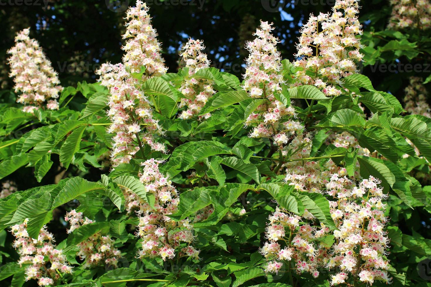 Castagno bianco fiorito in estate. foto