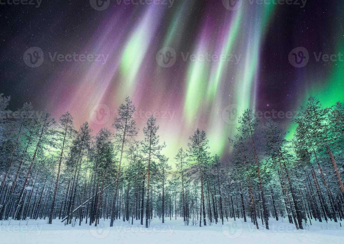 aurora boreale sopra la foresta di pini sulla neve foto