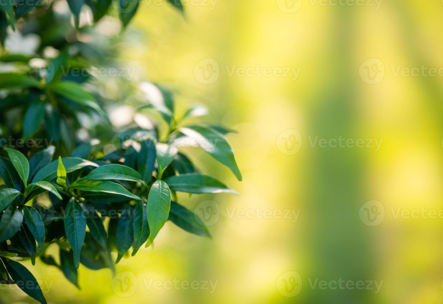 Gerdenia crape gelsomino foglie verdi in giardino su sfondo naturale foto