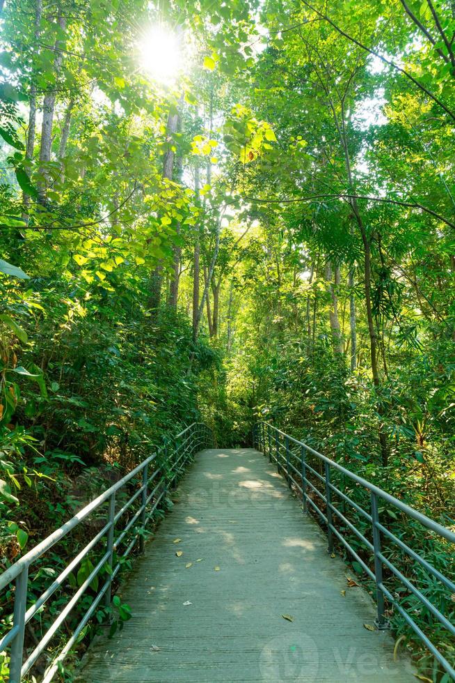 cammino nella foresta al baldacchino passeggiate al giardino botanico regina sirikit chiang mai, thailandia foto