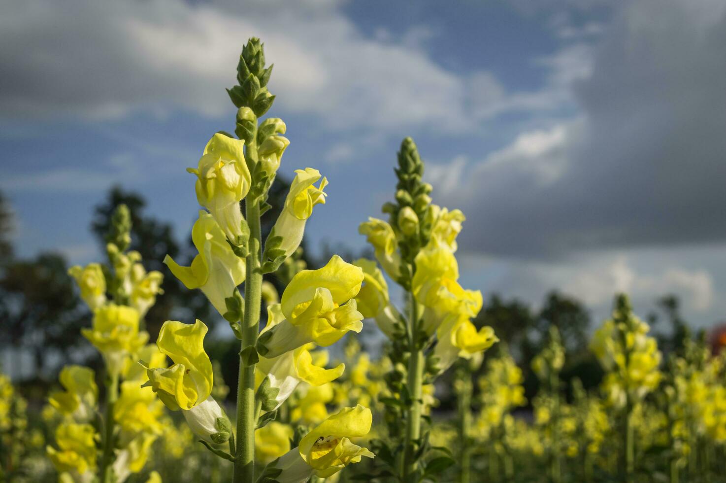 giallo fiori nel un' campo con un' blu cielo foto
