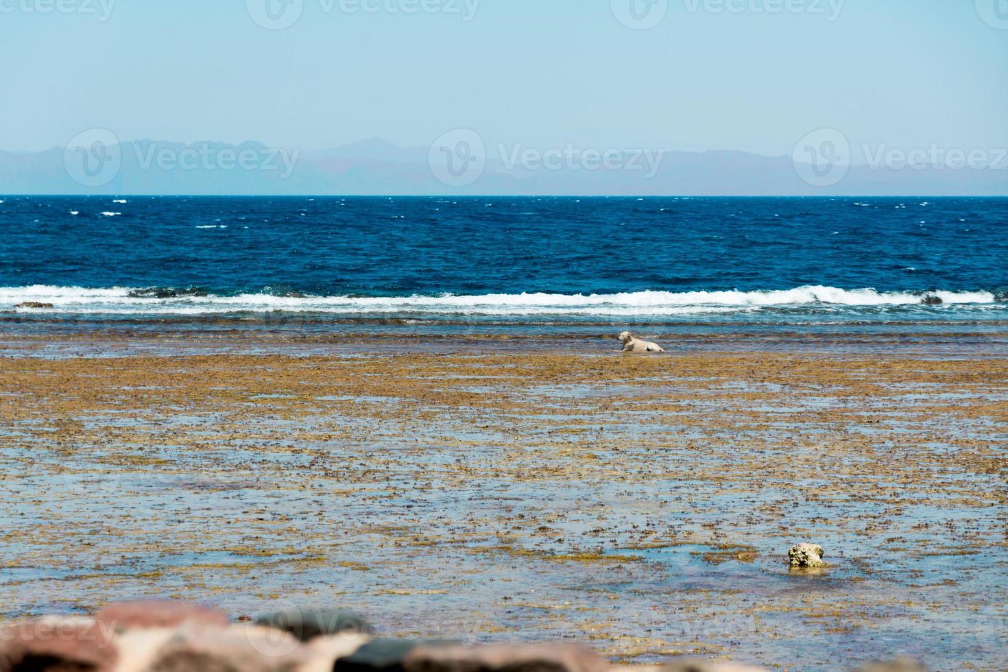 vista sul mare da dahab sinai egitto paesaggio mare e montagne foto