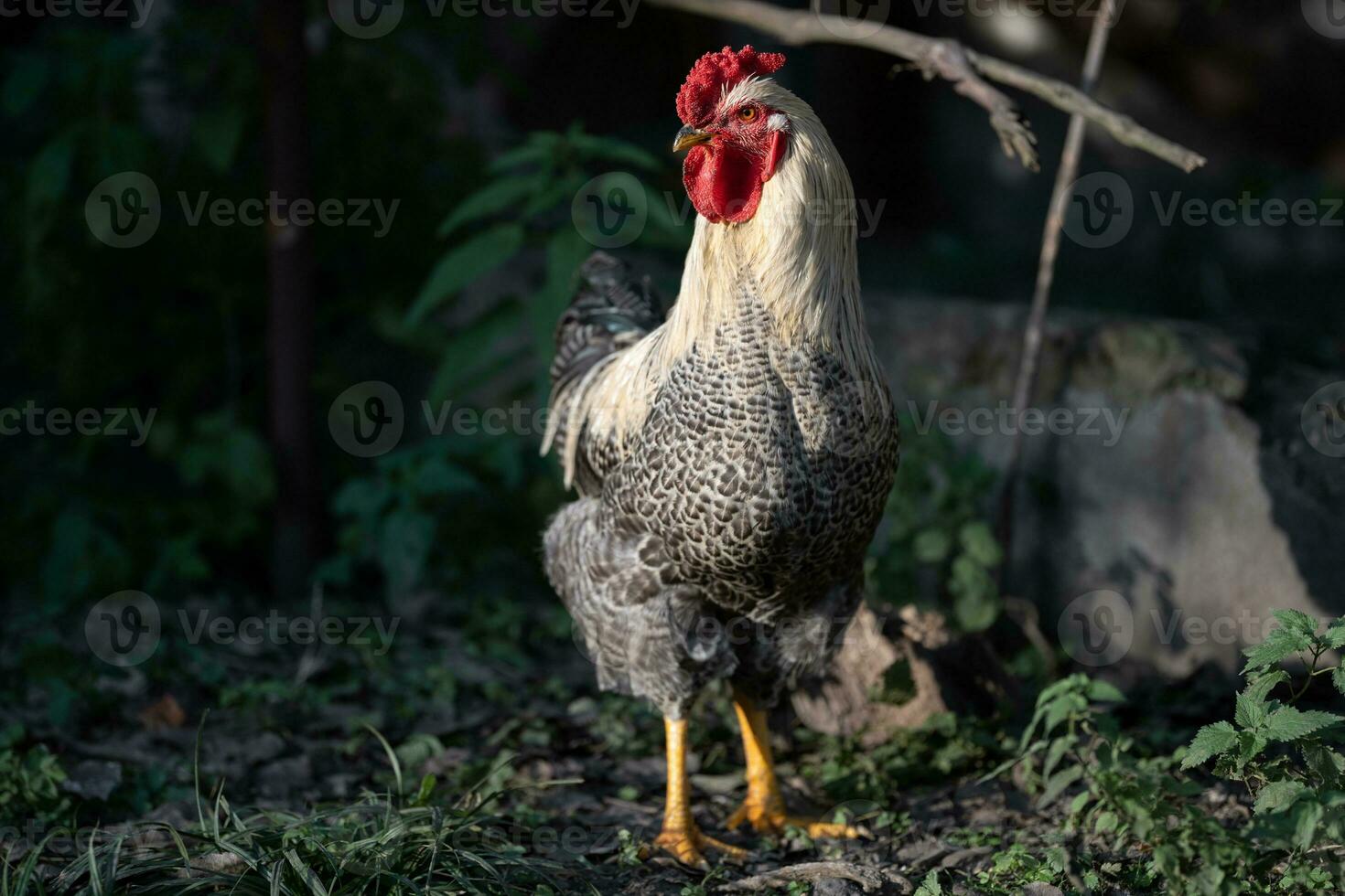 bellissimo polli e galli all'aperto nel il cortile. foto