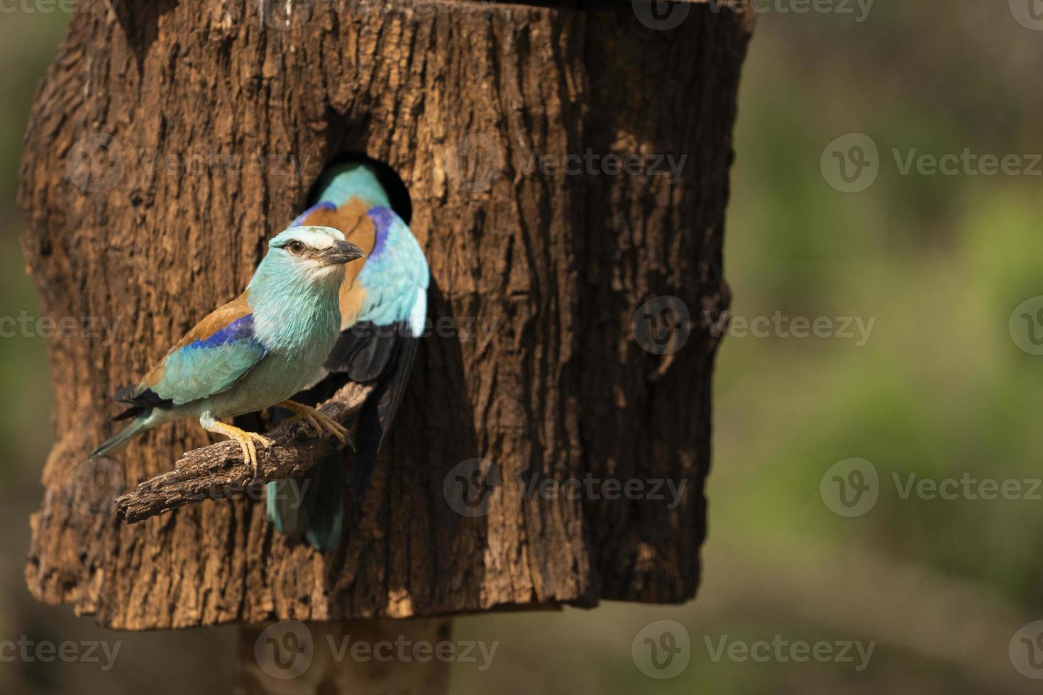 rullo europeo, coracias garrulus foto