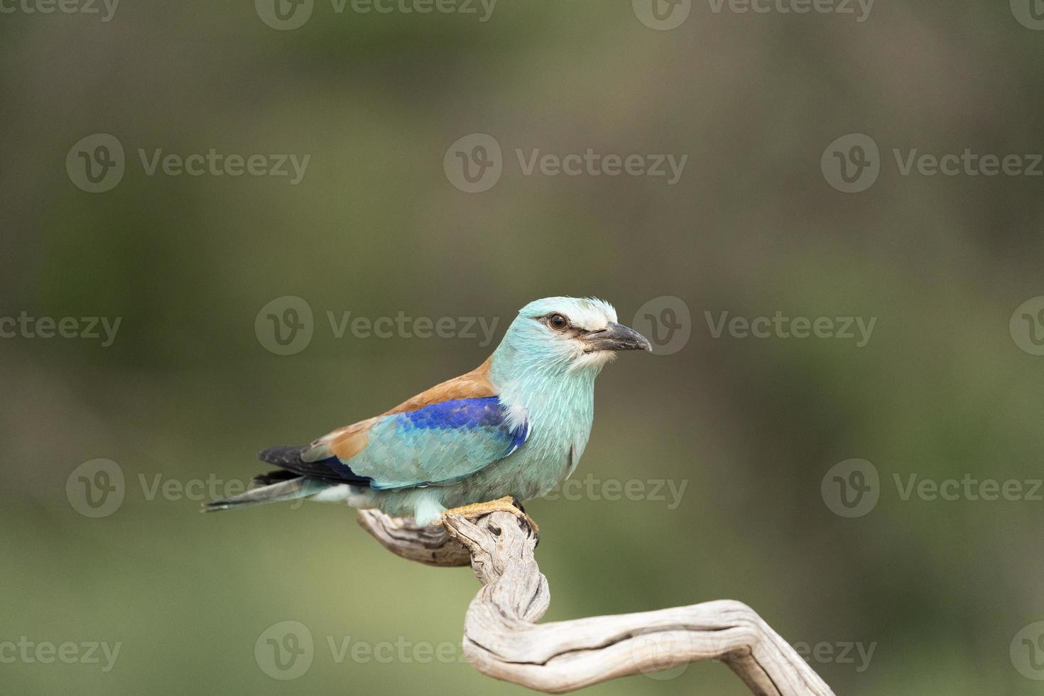 rullo europeo, coracias garrulus foto