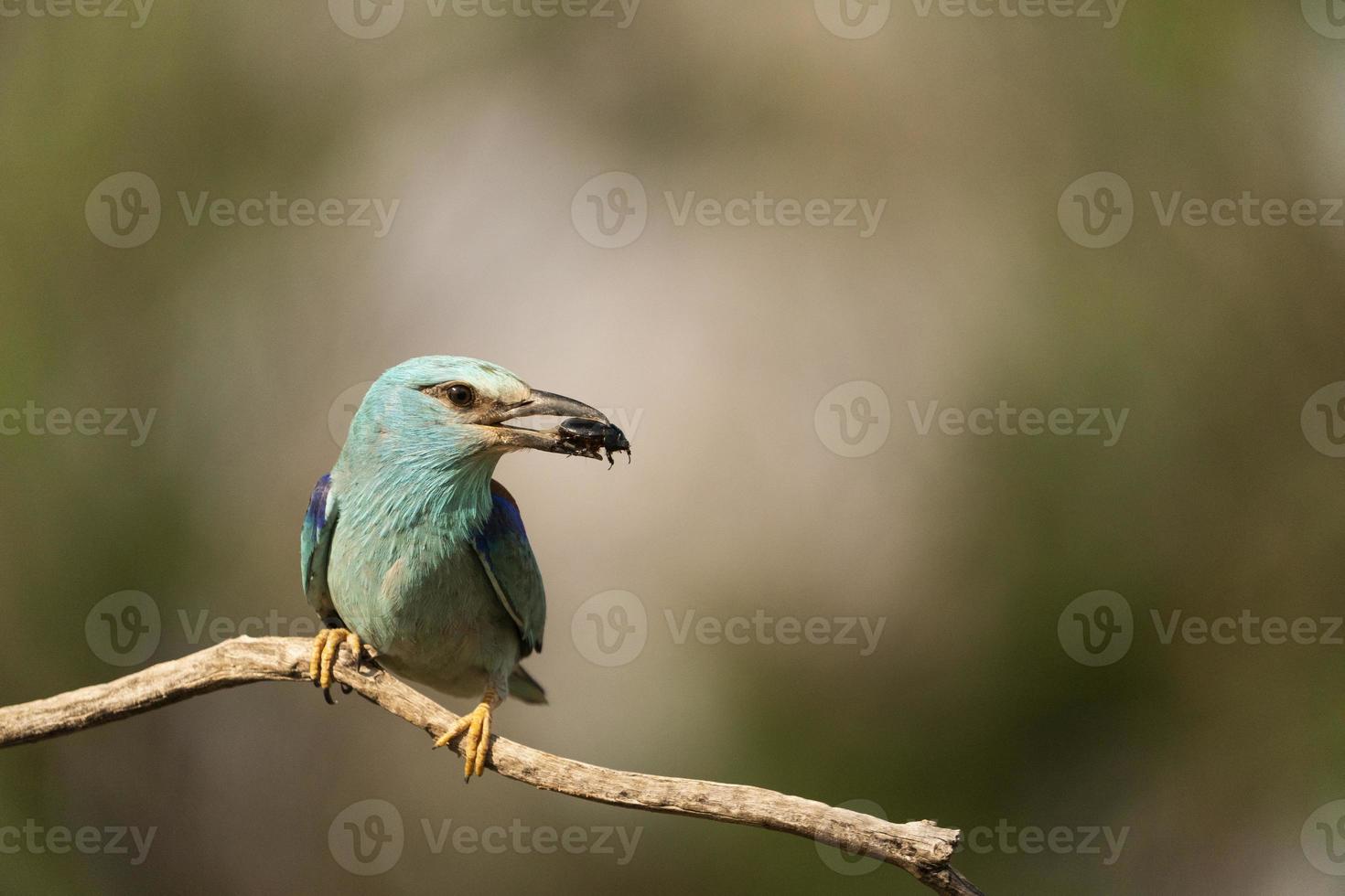 rullo europeo, coracias garrulus foto