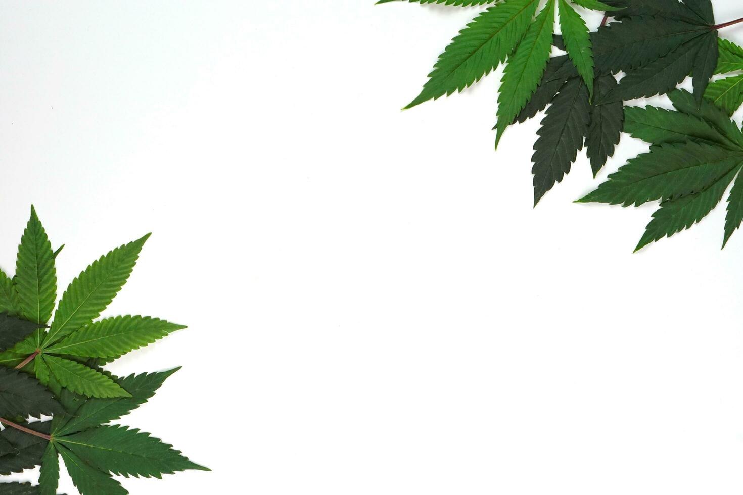 fresco canapa foglia o marijuana su bianca sfondo. natura, medicina concetto e disposizione di un' telaio fatto di canapa foglie. foto