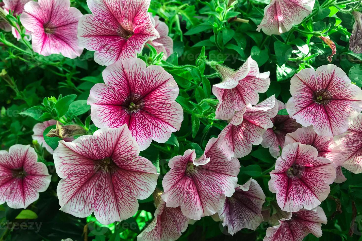 giardino estivo petunia rosa fiore petunia petunia hybrida foto