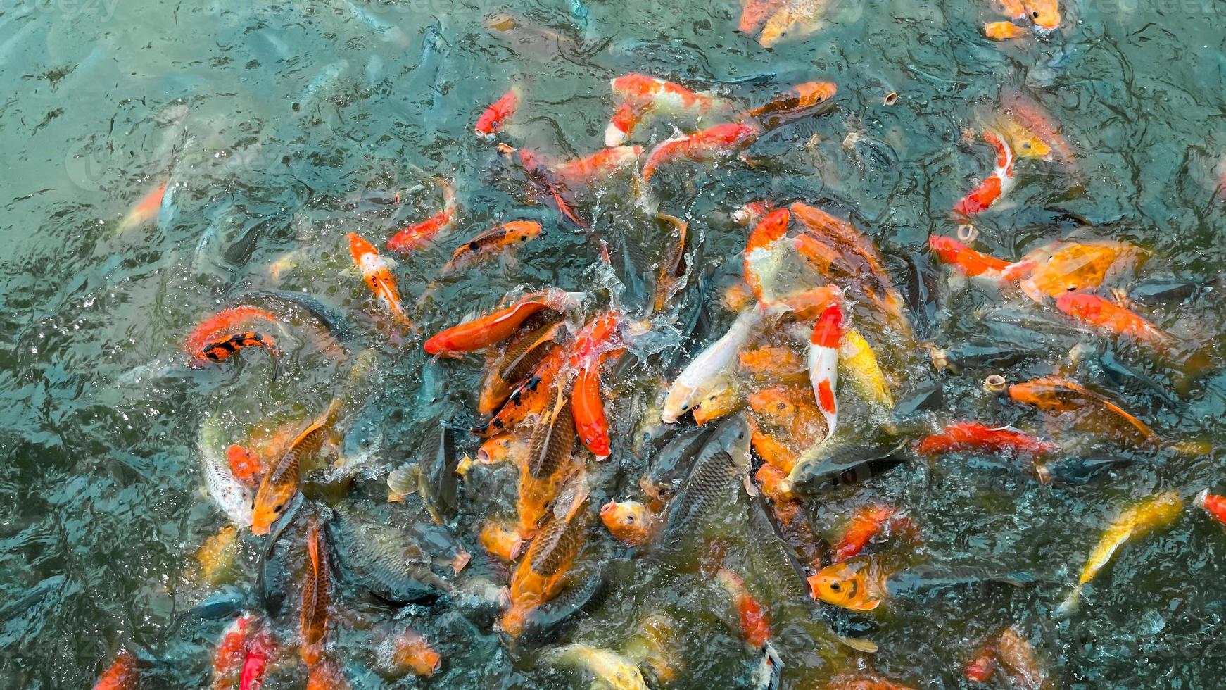 pesce koi, pesce colorato fantasia primo piano che nuota allo stagno foto