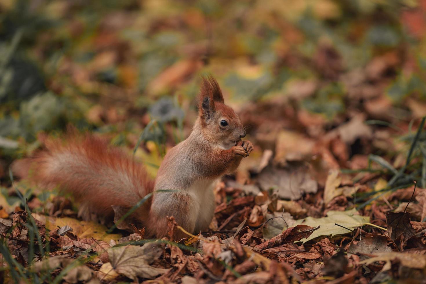 scoiattolo tra le foglie. scoiattolo nella foresta autunnale con tra foglie gialle foto