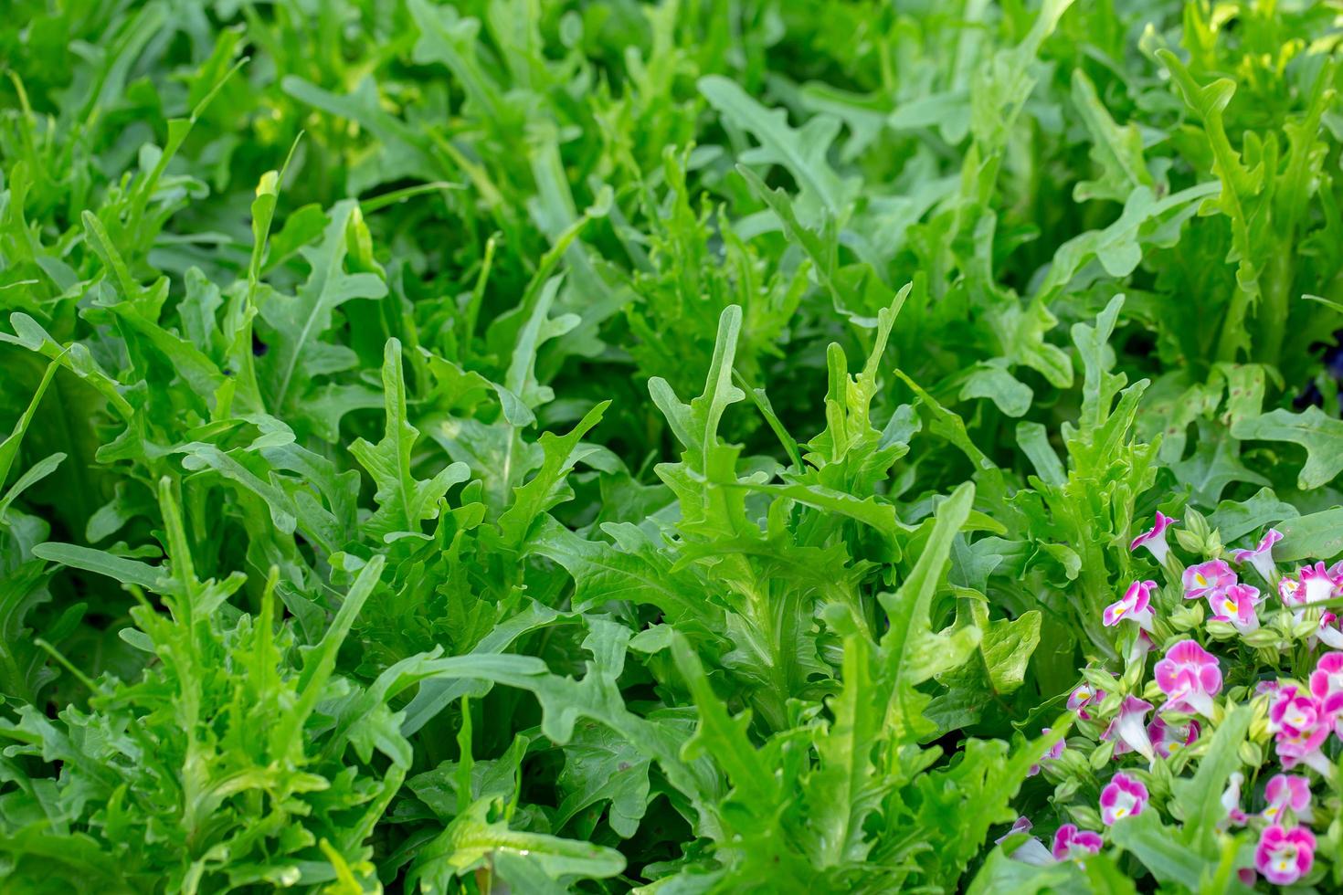 foglie di lattuga fresca, insalata di verdure fattoria idroponica foto