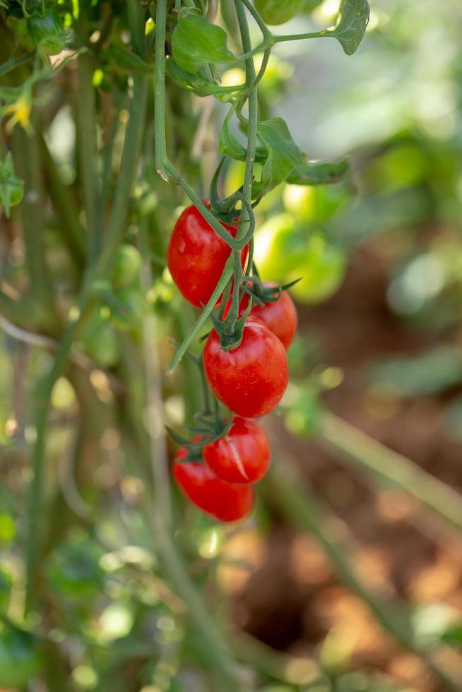 pomodori rossi maturi sono appesi all'albero di pomodoro in giardino foto