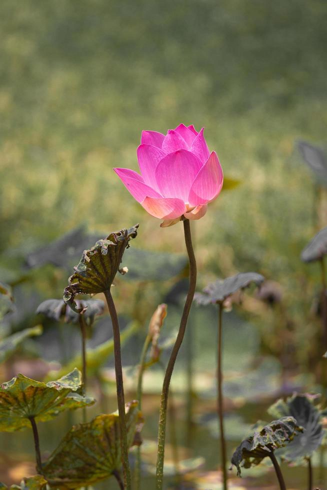 fiore di loto rosa e piante del fiore di loto, colore selettivo e fuoco foto