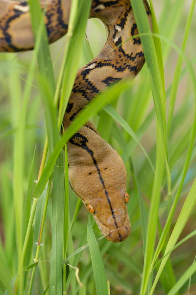 serpente boa nell'erba, serpente boa constrictor sul ramo di un albero foto