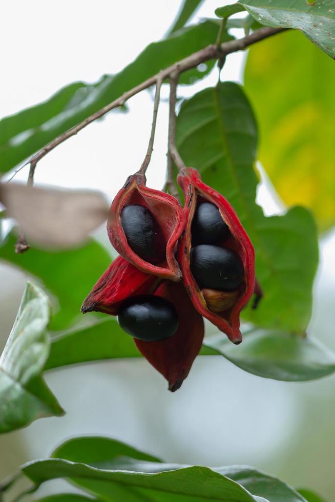 sterculia monosperma, castagno tailandese, castagno rosso su albero foto