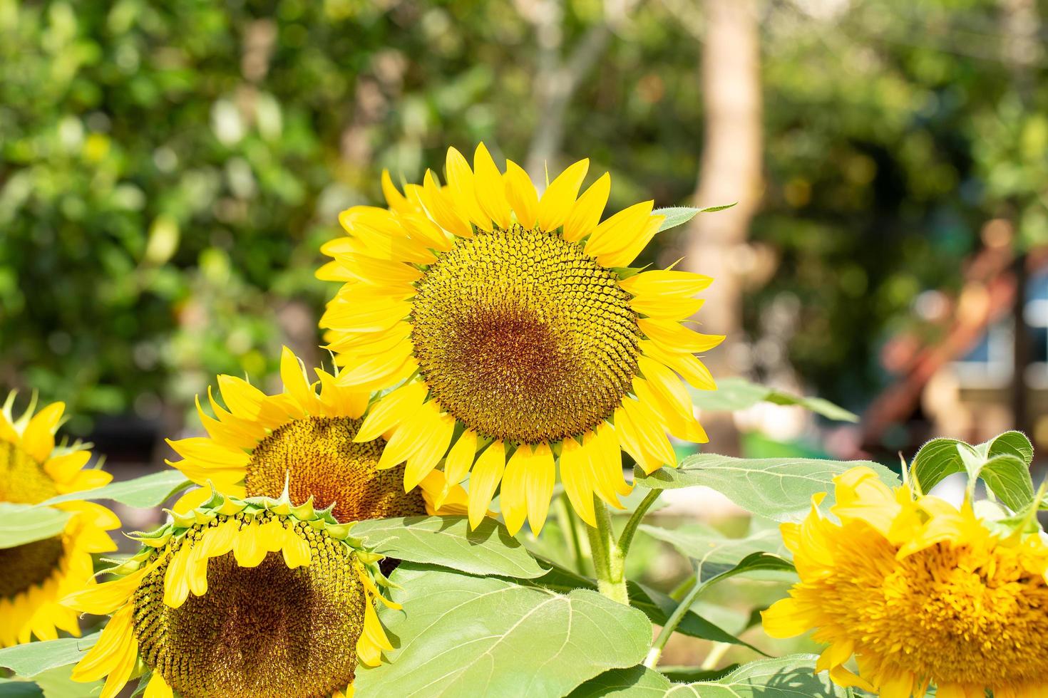 orsacchiotto giallo girasole in un giardino foto