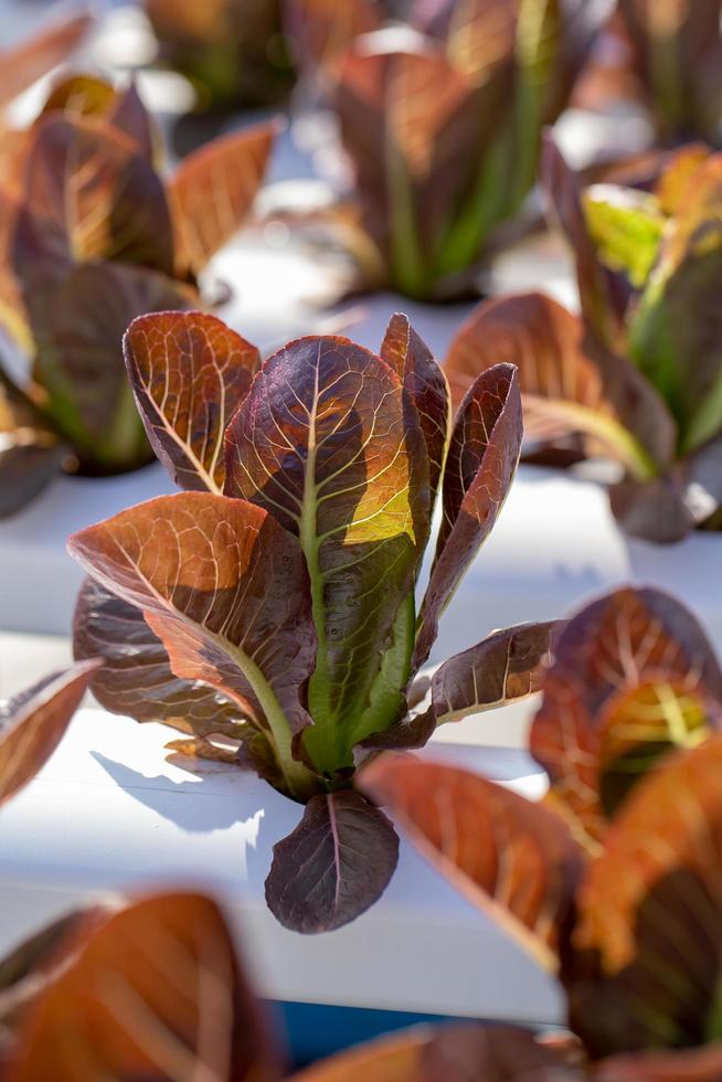 foglie di lattuga rossa, insalate fattoria idroponica di verdure foto