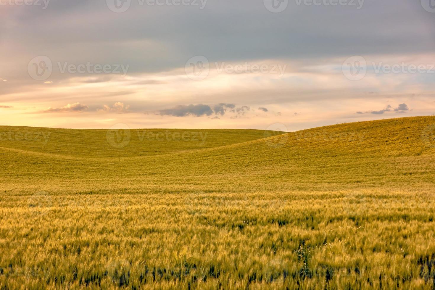 dolci colline e terreni agricoli a Palouse Washington foto