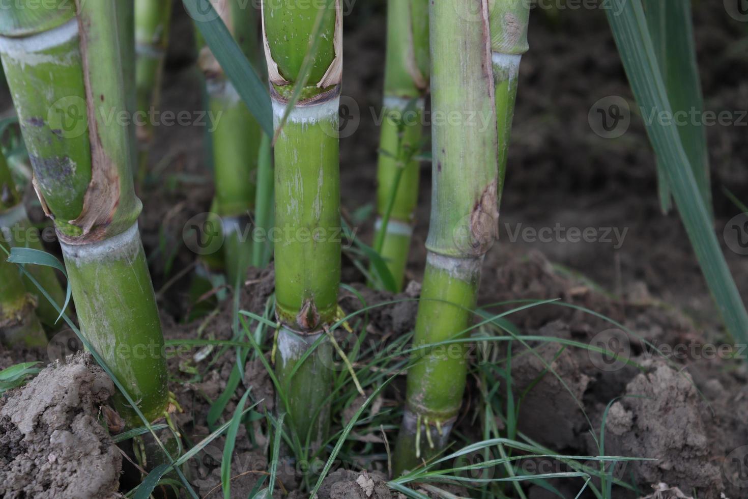 fattoria di canna da zucchero sul campo per il raccolto foto