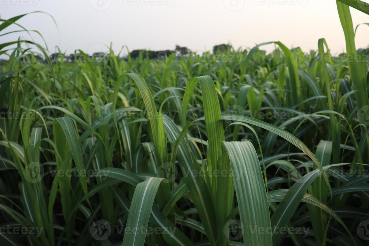 fattoria di canna da zucchero sul campo per il raccolto foto