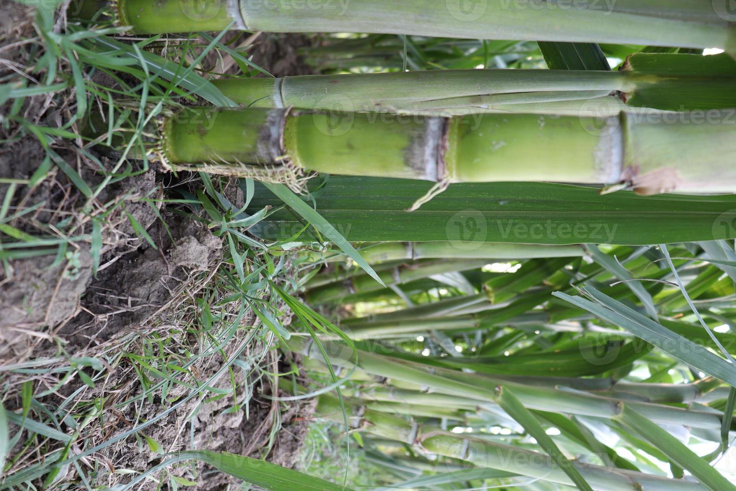 fattoria di canna da zucchero sul campo per il raccolto foto