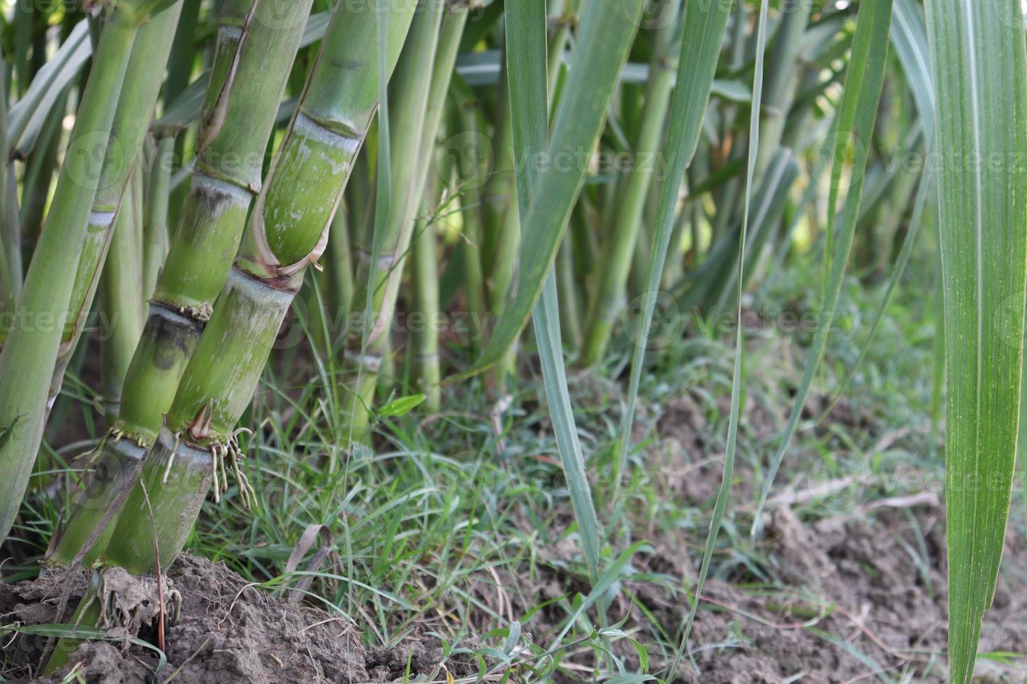 fattoria di canna da zucchero sul campo per il raccolto foto