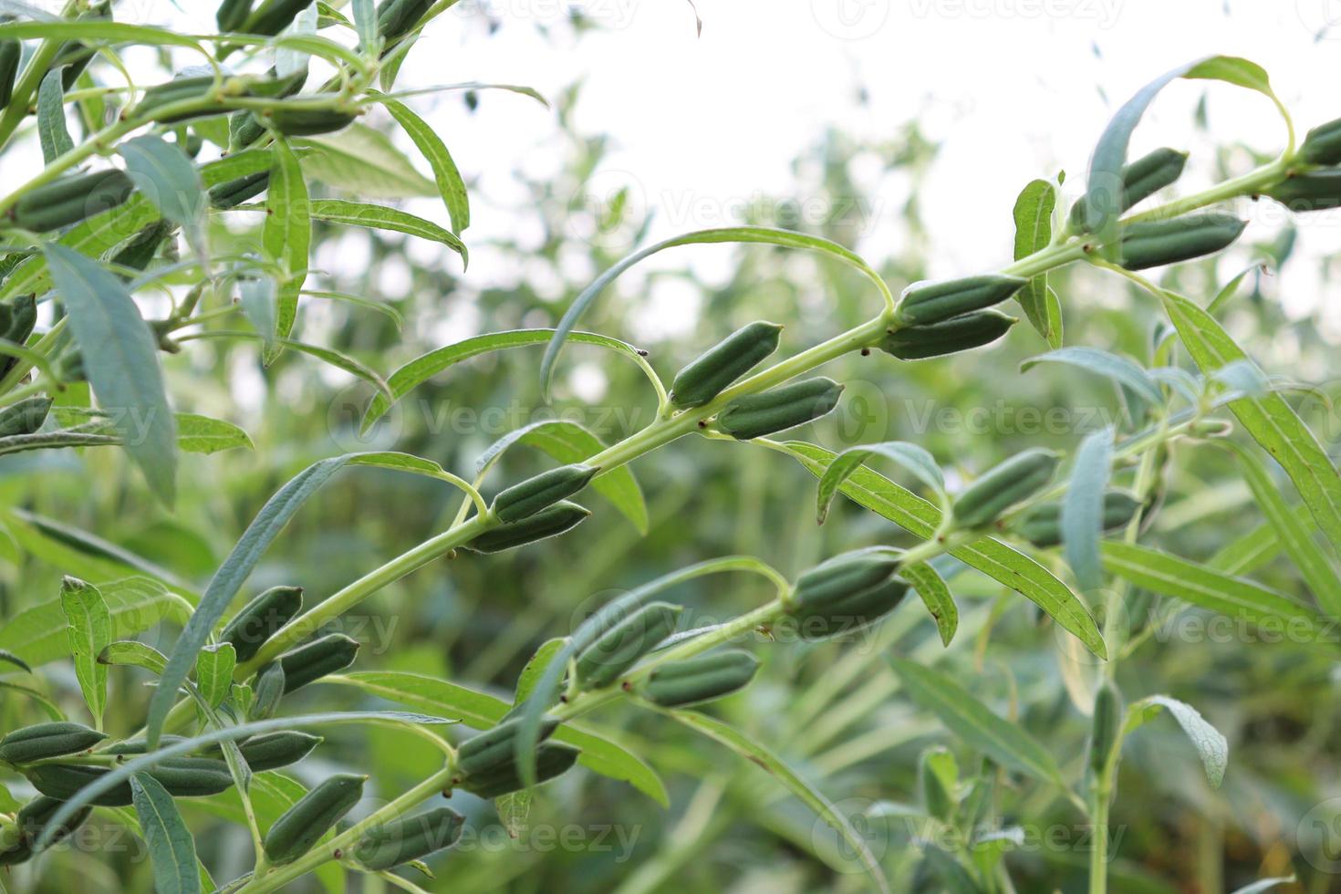 fattoria del sesamo sano e verde foto