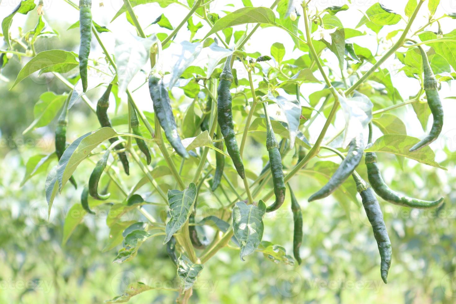 peperoncino di colore verde sull'albero foto