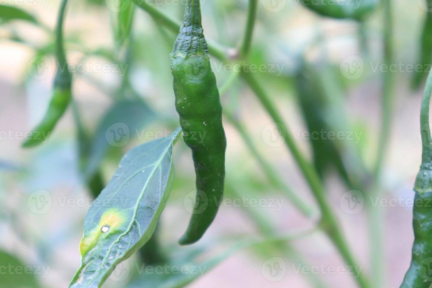 peperoncino di colore verde sull'albero foto