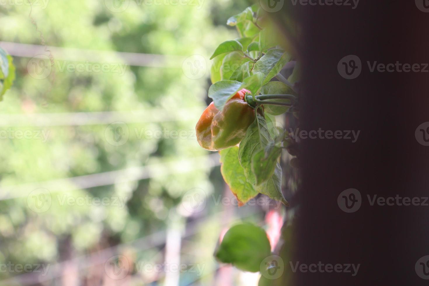 peperoncino di colore verde sull'albero foto