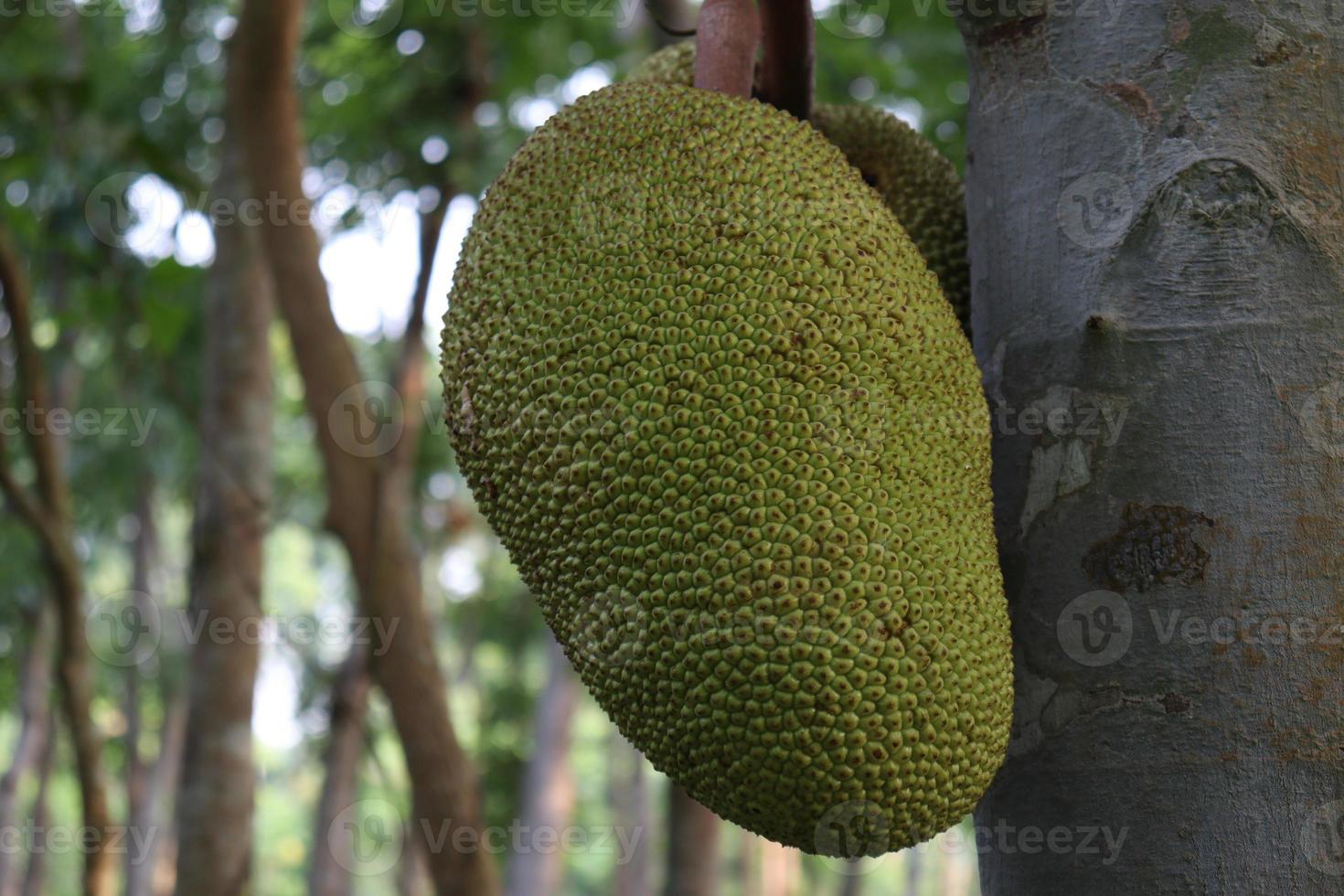 stock di jackfruit sull'albero nella fattoria foto