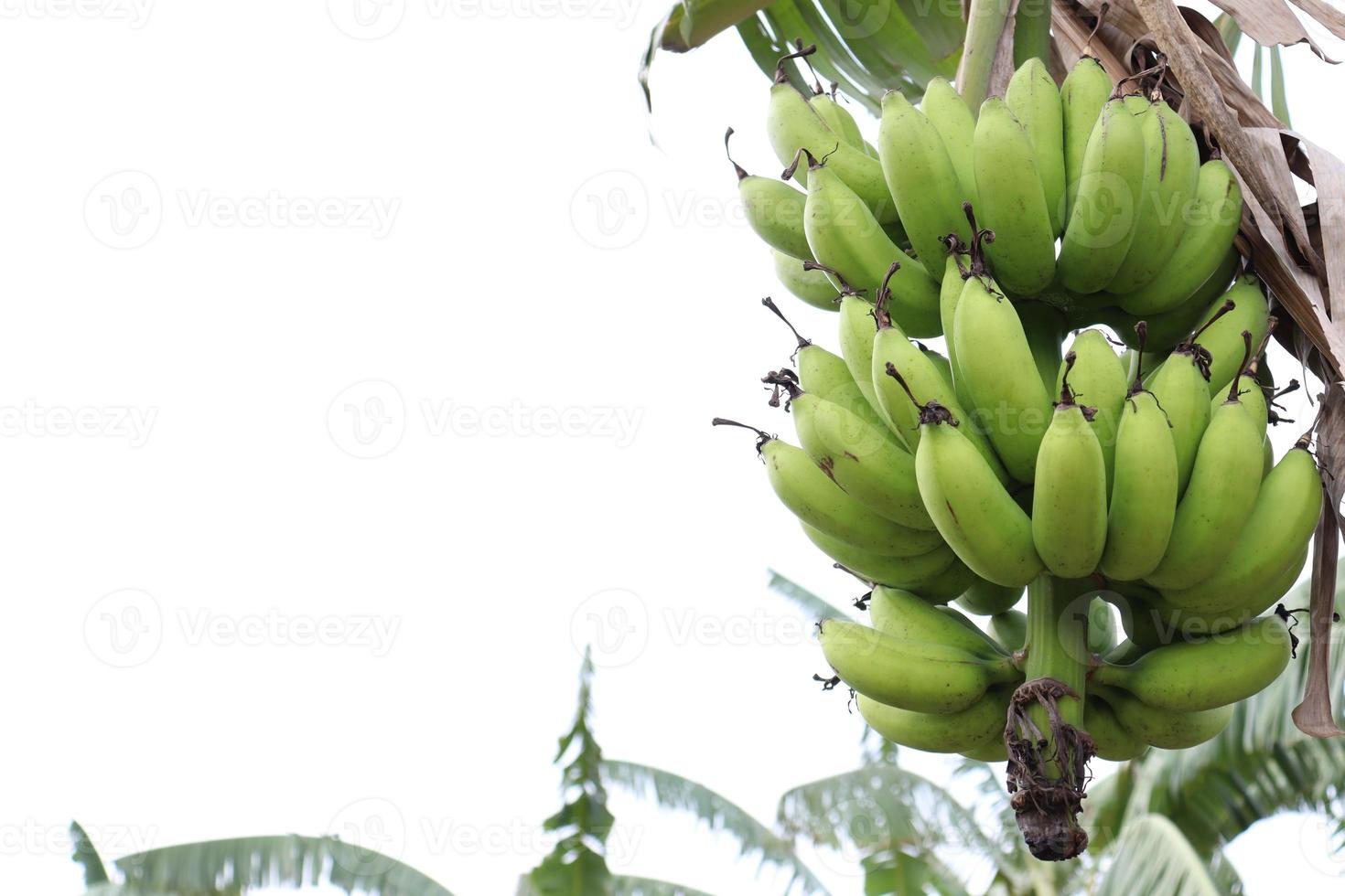 grappolo di banana sull'albero in azienda foto