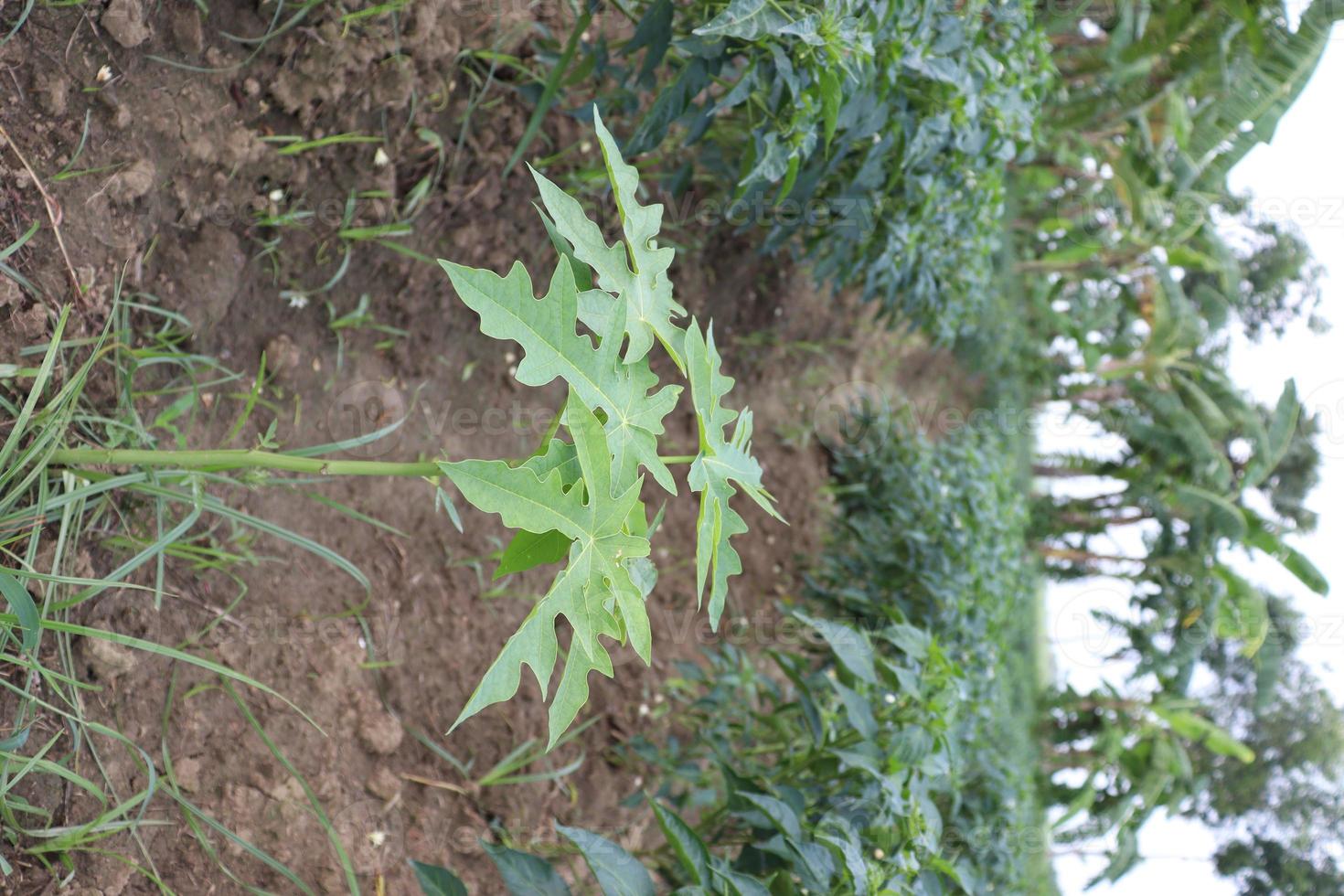 albero di papaya nella fattoria foto