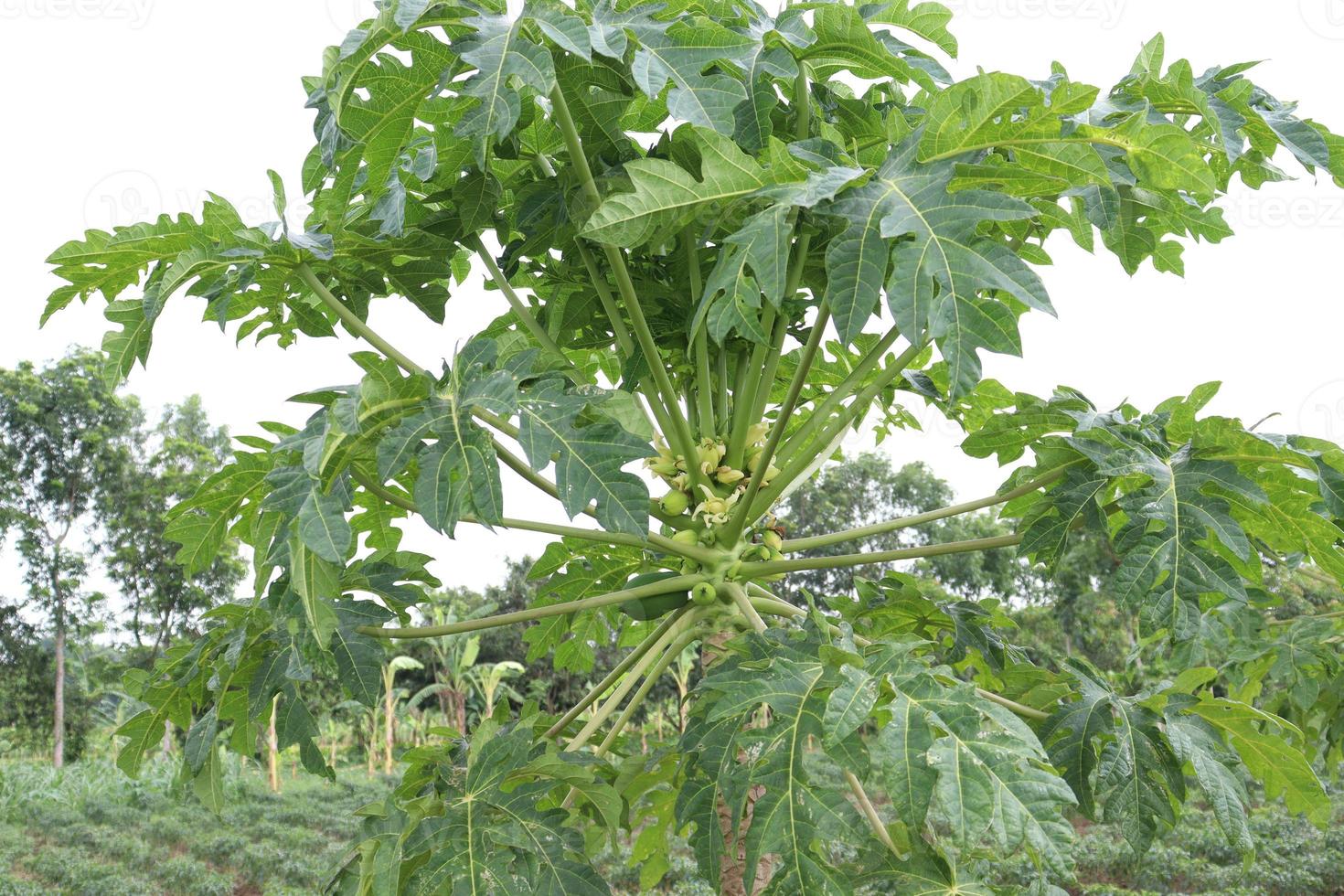 albero di papaya nella fattoria foto