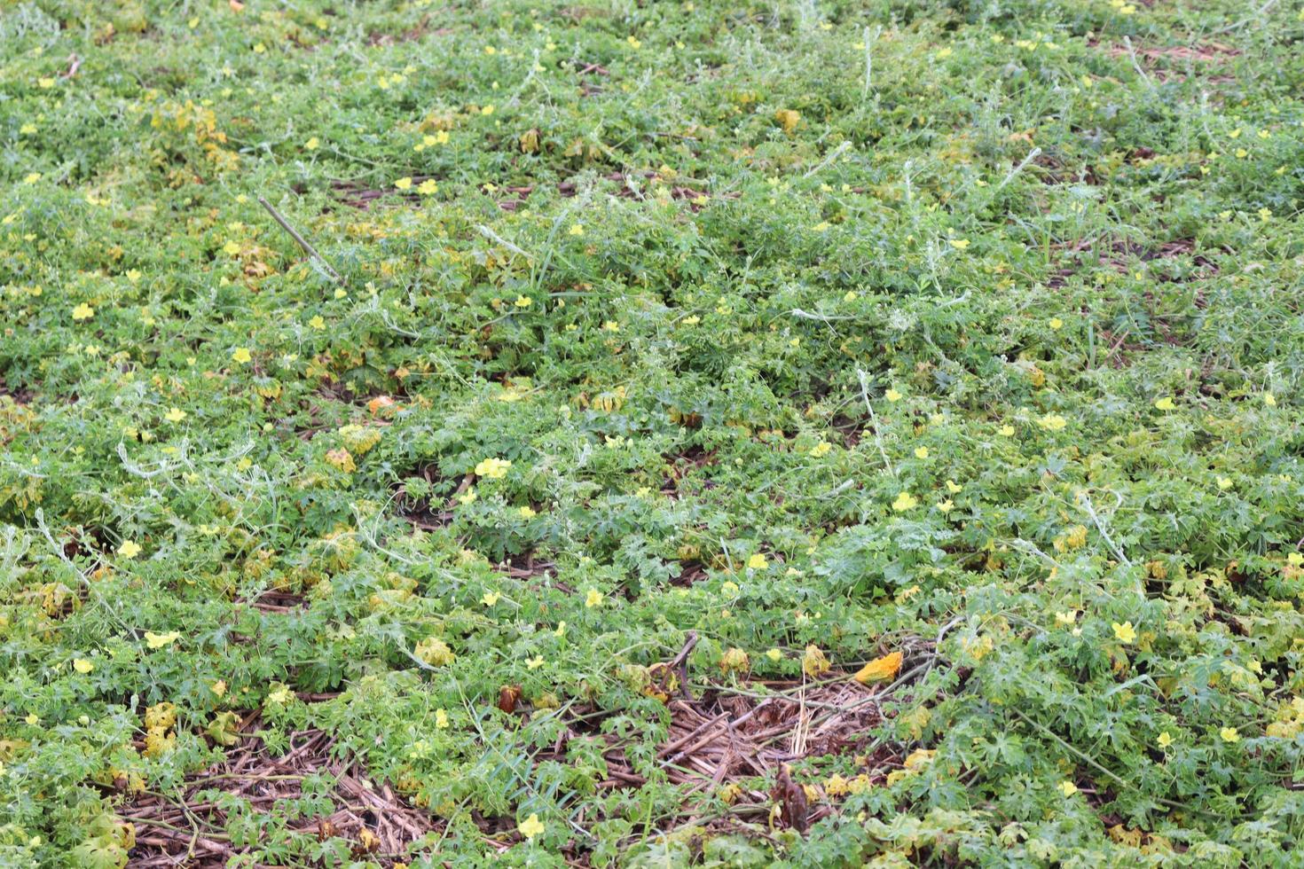 melone amaro crudo sull'albero in azienda foto