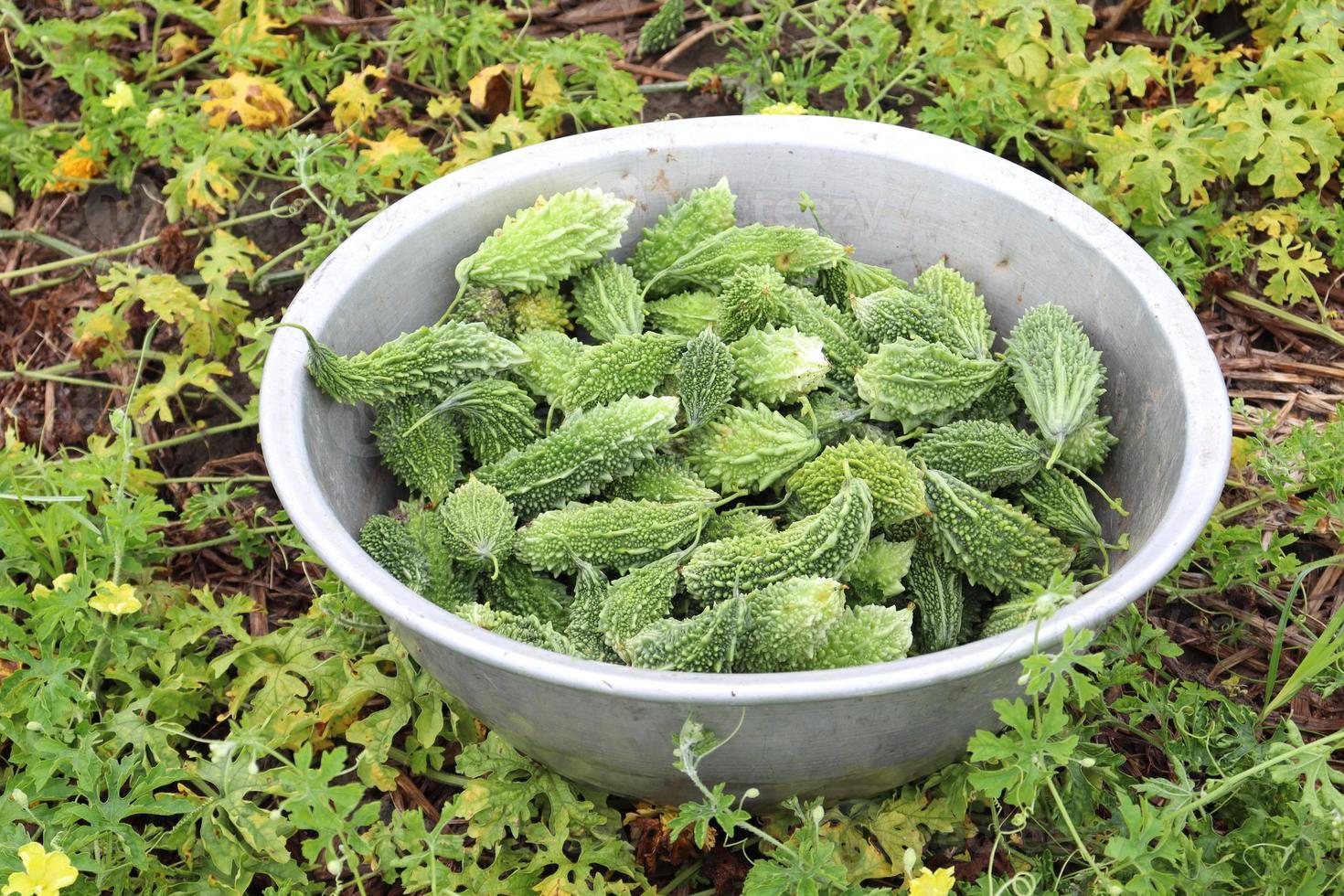 melone amaro crudo sull'albero in azienda foto